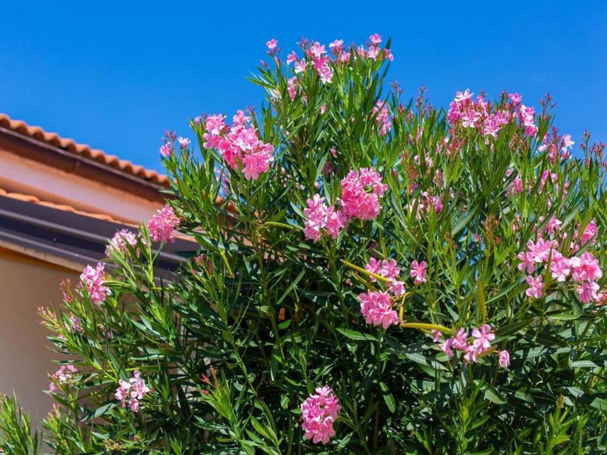 Apartment Ankica Polje エクステリア 写真